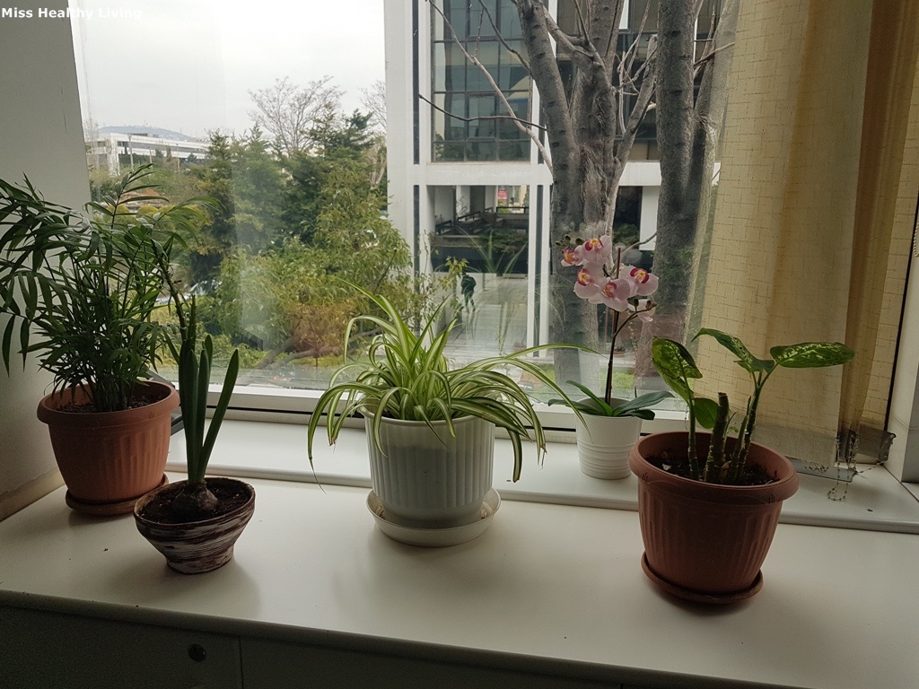 φυτά-εσωτερικού-χώρου